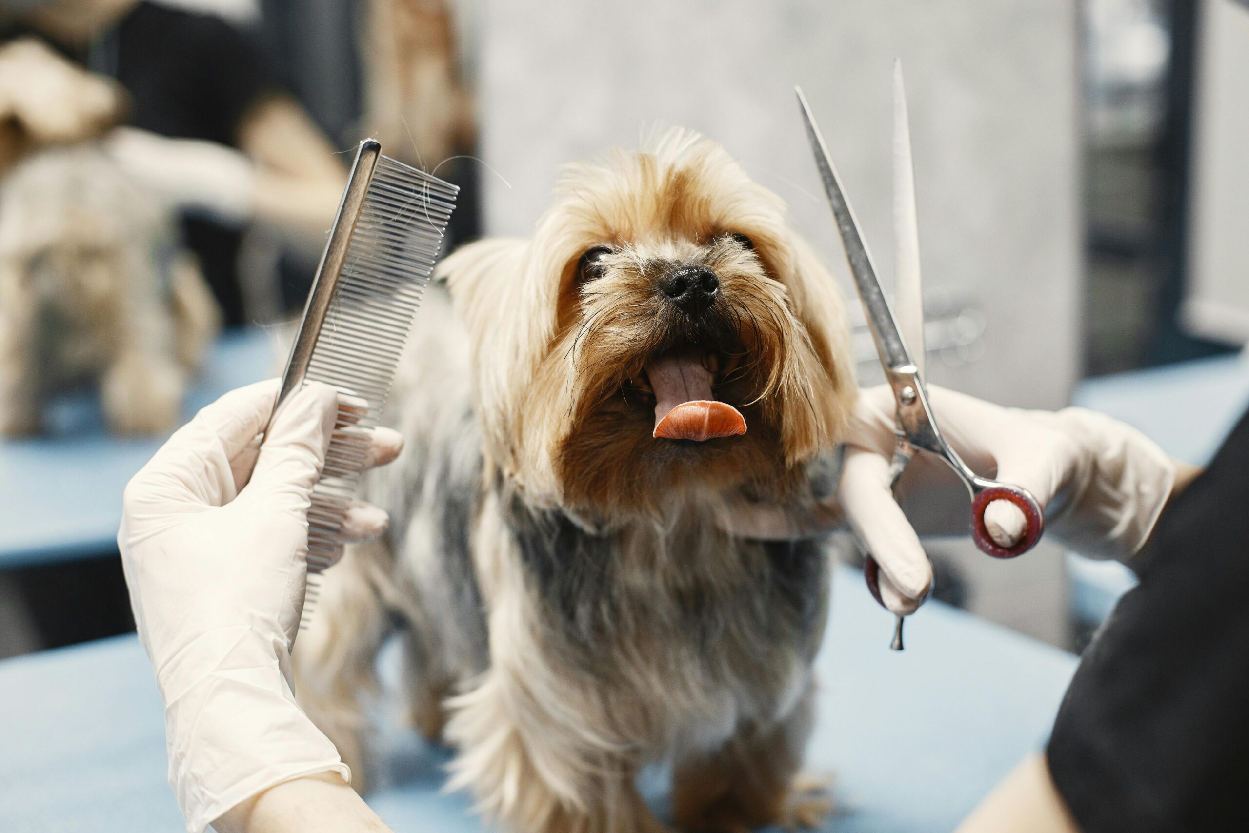 Pet Grooming