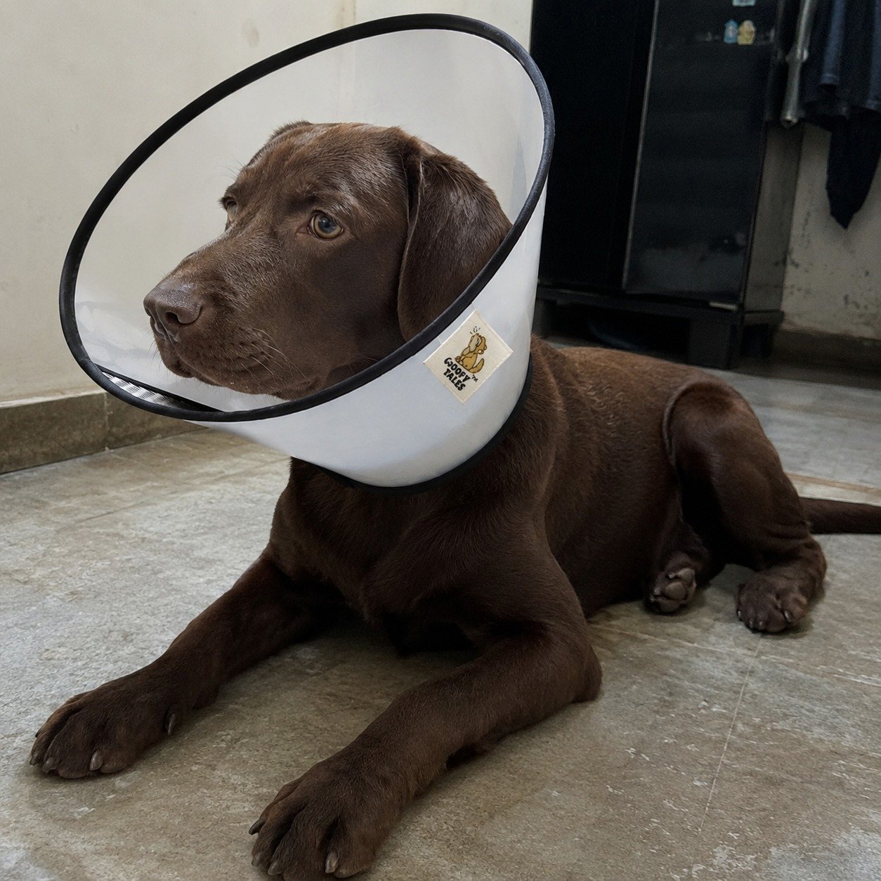 E-Collars for Dogs & Cats - Image 3